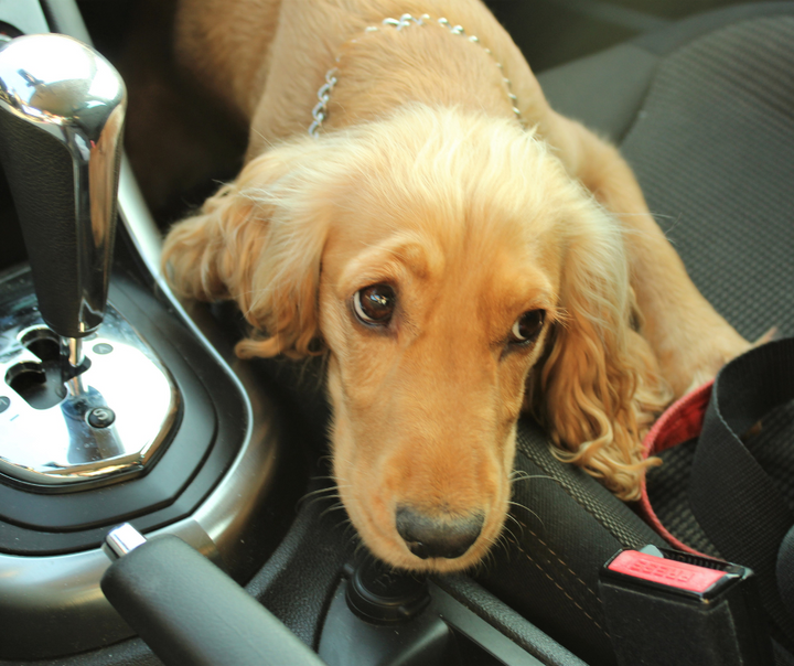 5 Tips to Keep Your Dog Safe in the Car