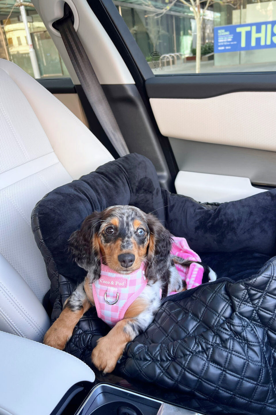 Waggs & Bone - Official Site - Luxury Dog Travel Accessories Waggs & Bone - Official Site - Luxury Dog Travel Accessories